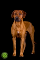 20160910-dante 7